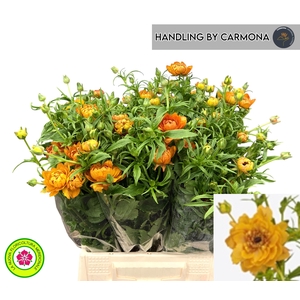 RAN N MODERN VIVALDI