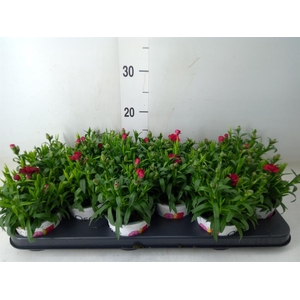 Dianthus  'Oscar Red'