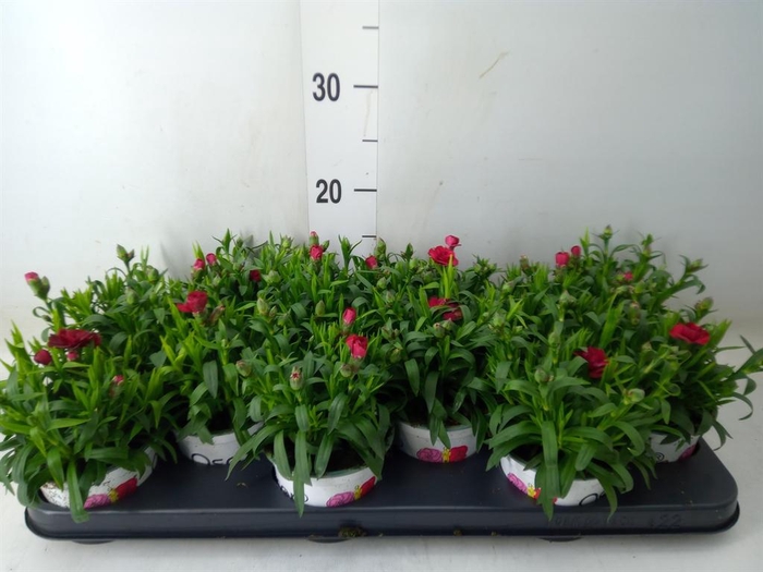 <h4>Dianthus  'Oscar Red'</h4>