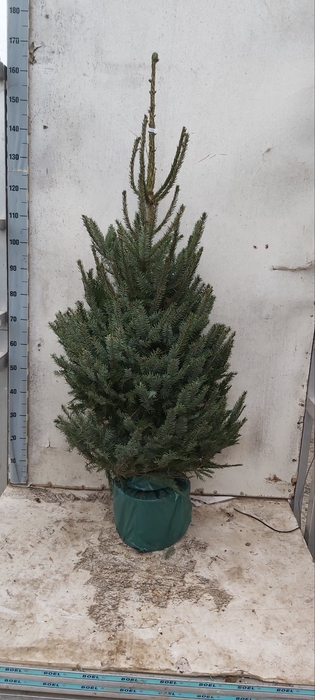 <h4>PICEA OMORIKA</h4>