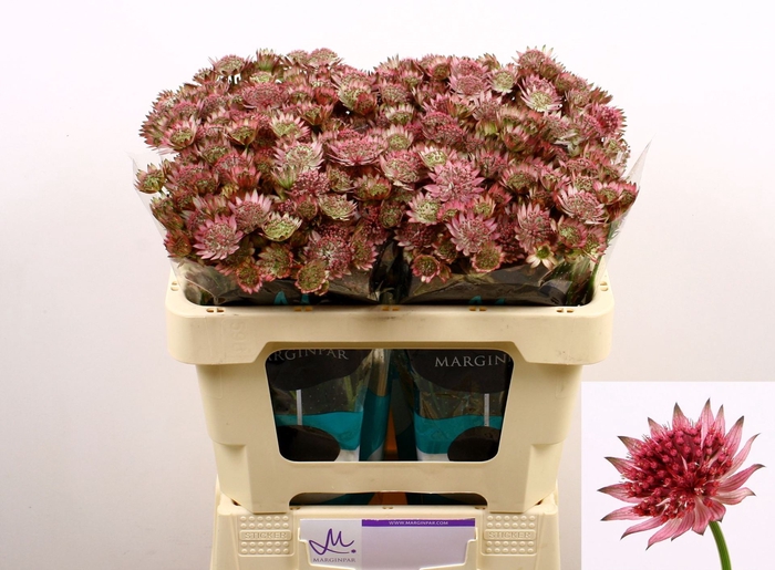<h4>ASTRANTIA MAJOR 'ROMA'</h4>