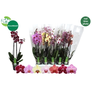 PHAL GEM 7 KL