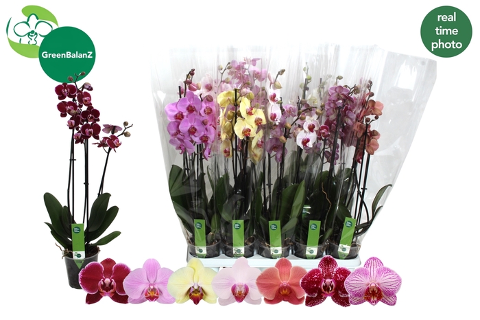 <h4>PHAL GEM 7 KL</h4>