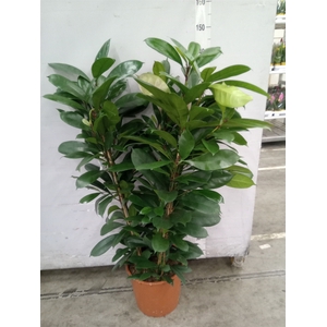 Ficus cyathistipula