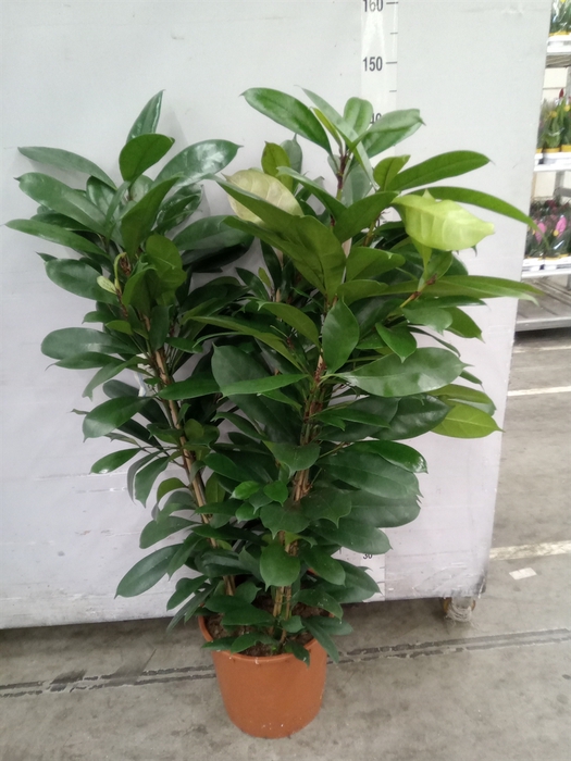 <h4>Ficus cyathistipula</h4>