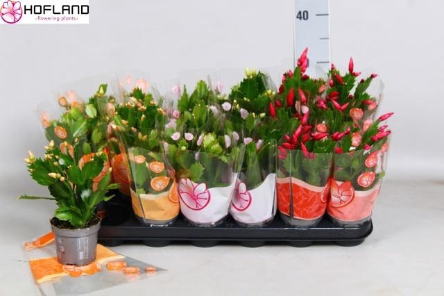 <h4>SCHLUMB GEM 3 KL</h4>