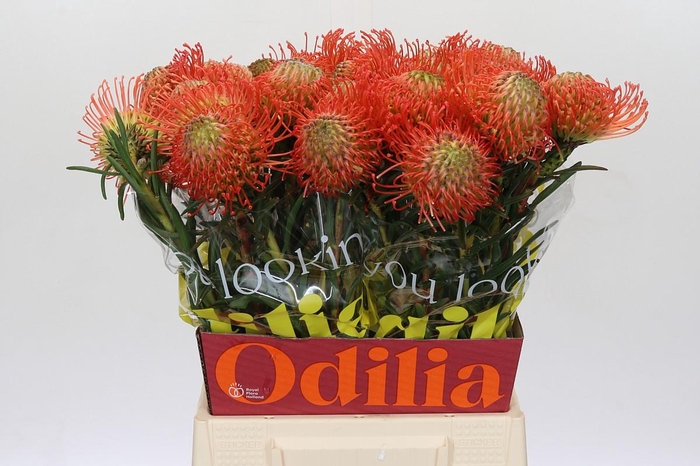 <h4>Nutans Succession</h4>