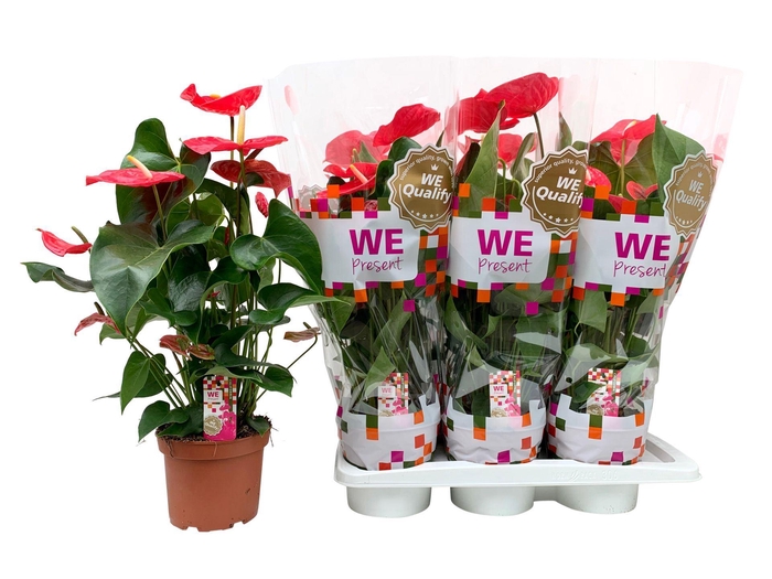 <h4>Anthurium Andr. California</h4>