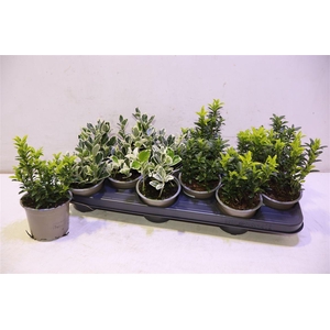 arr8 Euonymus Jap Gem