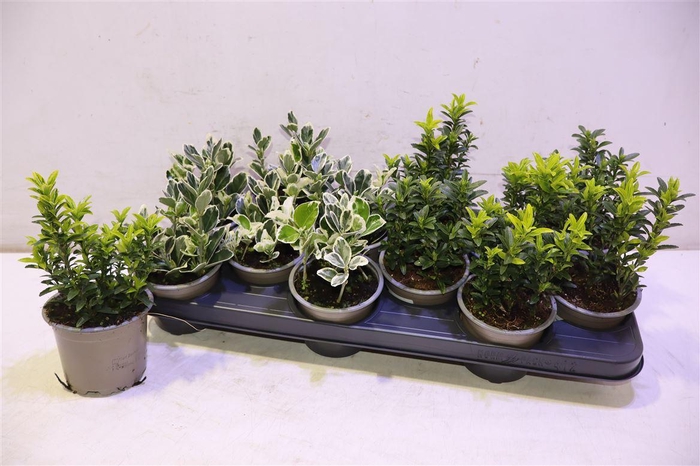 <h4>arr8 Euonymus Jap Gem</h4>