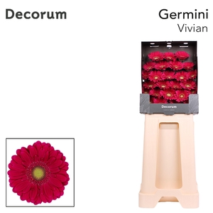 Germini Vivian Diamond