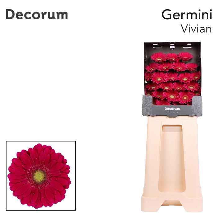 <h4>Germini Vivian Diamond</h4>