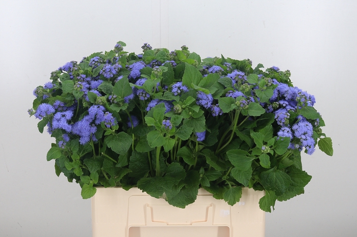 Ageratum Blue Horizon