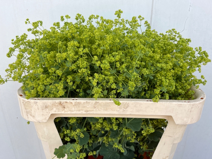 ALCHEM M ROBUSTICA