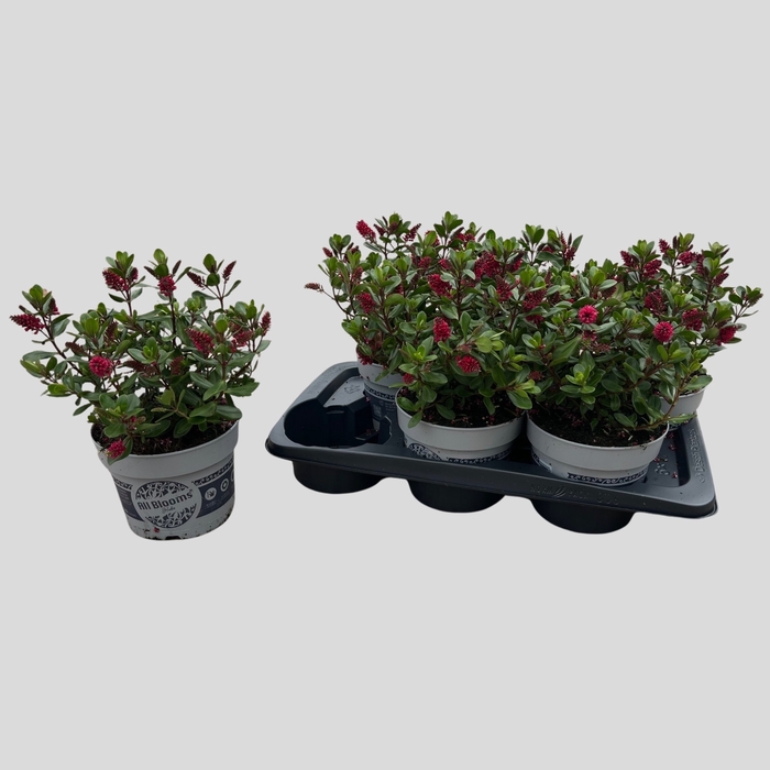 <h4>HEBE ALL BLOOMS GEM</h4>