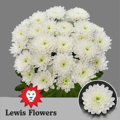 <h4>Chr T Altaj</h4>