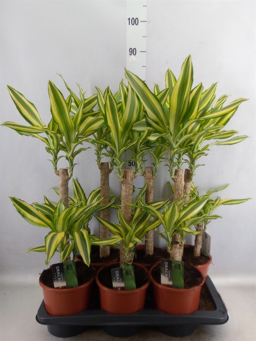 <h4>Dracaena frag. 'Yellow Coast'</h4>