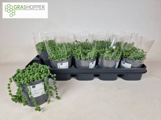 <h4>SENEC ROWLEYANUS P12</h4>