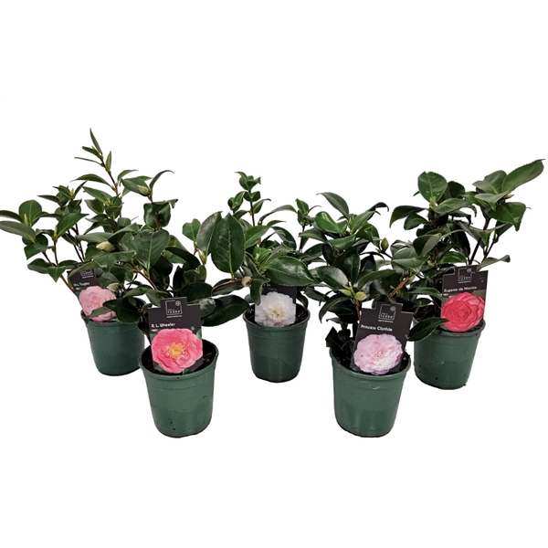 <h4>Camellia Japonica</h4>