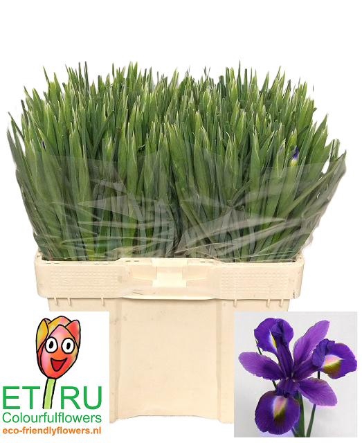 <h4>IRIS BLUE MAGIC</h4>