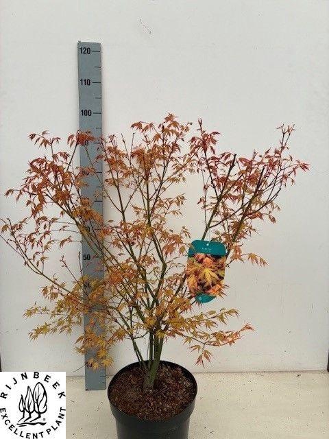 <h4>ACER PA KATSURA</h4>