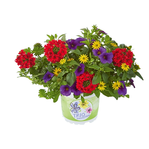 <h4>Checkies Andorra Blue-Red-Yellow-13cm</h4>