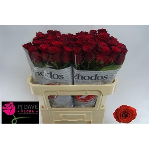 ROSA GR 'RHODOS'
