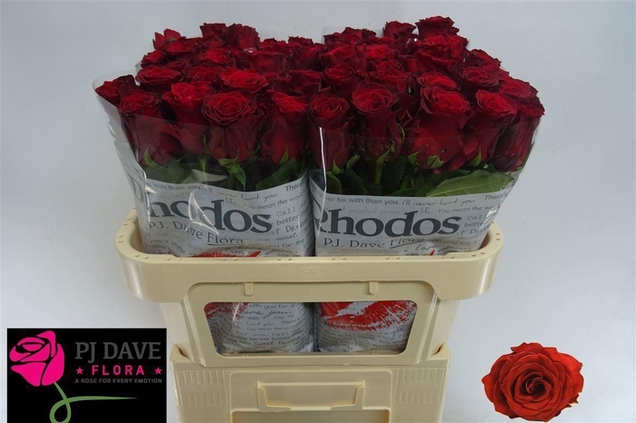 <h4>ROSA GR 'RHODOS'</h4>