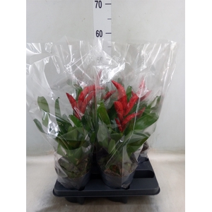 Vriesea   ...