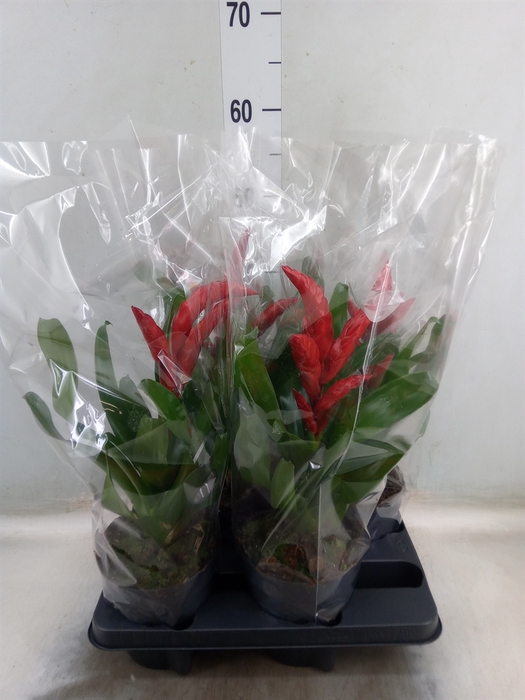 <h4>Vriesea   ...</h4>