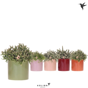 Kolibri Greens Rhipsalis mix in Curve pot mix