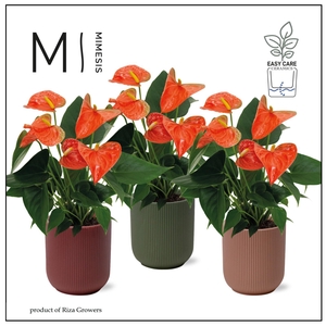 Mimesis Anthurium KARMA Orange - Atlanta Intens