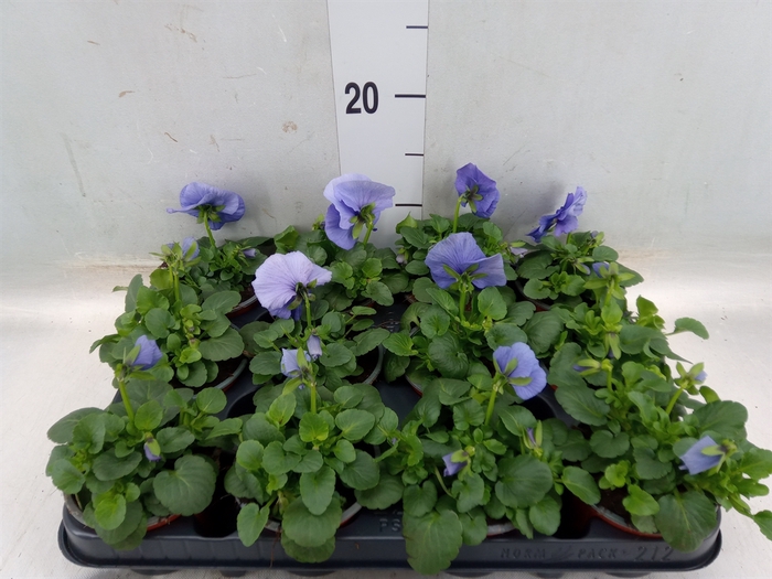 <h4>Viola wr. 'Flair Light Blue'</h4>