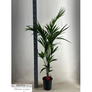 .Howea forsteriana