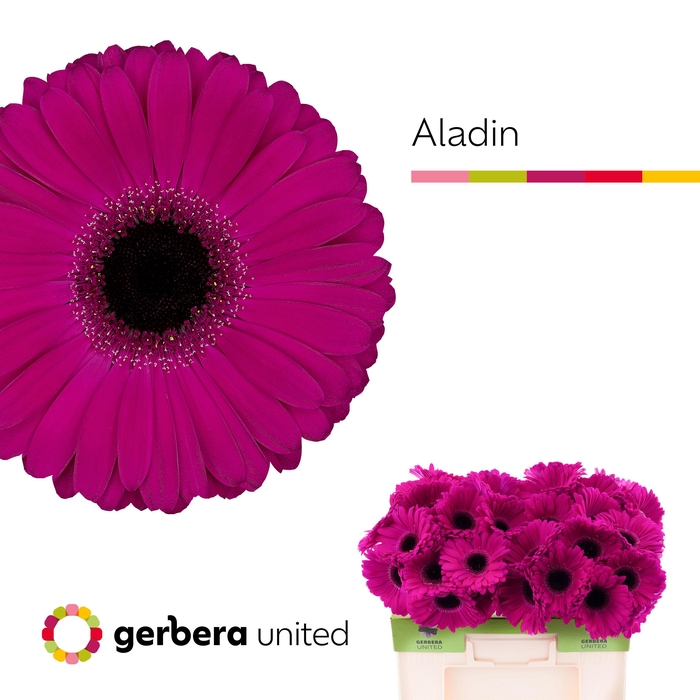<h4>Gerbera Aladin Water</h4>