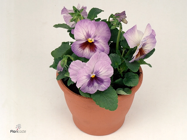 Viola wr. 'Delta Lavender'