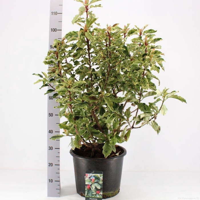 <h4>Photinia fras. 'Pink Crispy'</h4>
