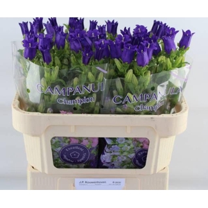 CAMP M CHAMPION BLUE