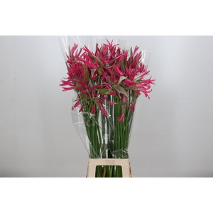 Nerine Pearl of Cherry