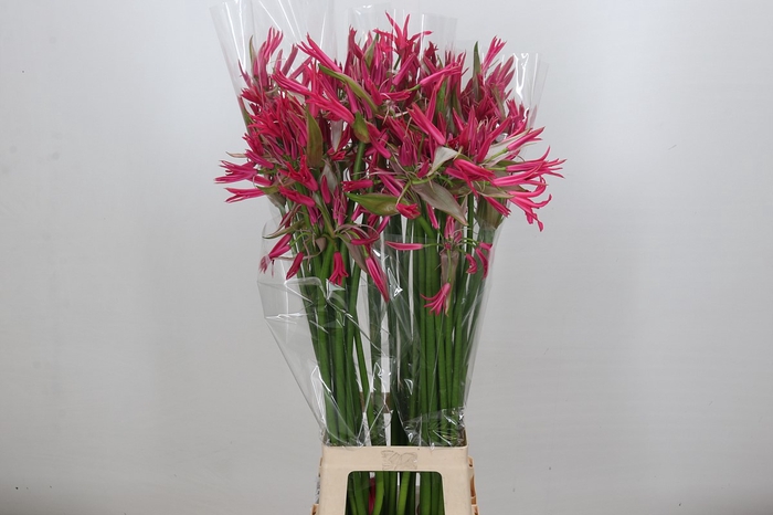 <h4>Nerine Pearl of Cherry</h4>