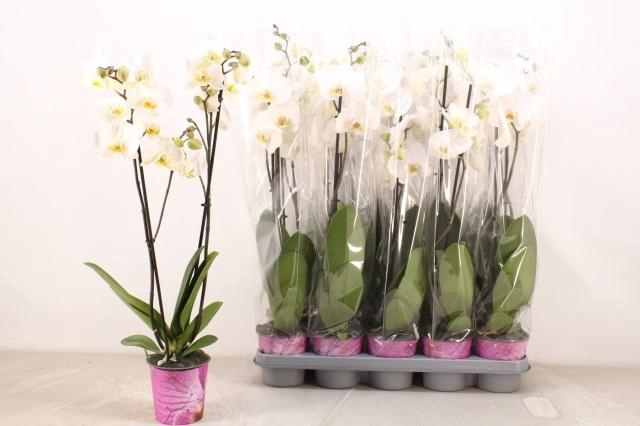 <h4>PHAL OV WIT</h4>