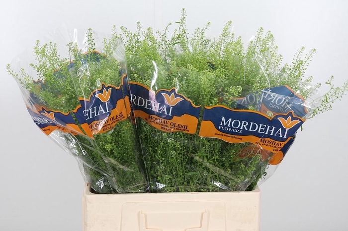 <h4>Lepidium Green Bell</h4>