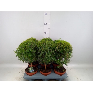 Myrtus communis