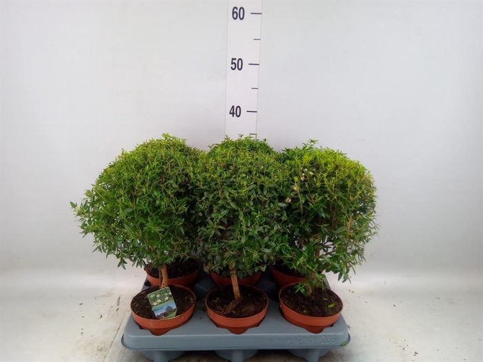 <h4>Myrtus communis</h4>