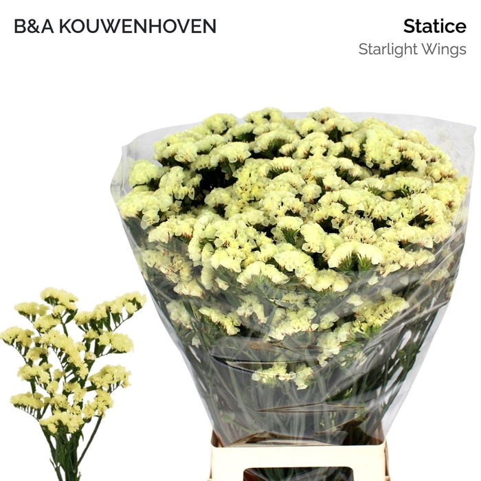 <h4>Statice Starlight Wings</h4>