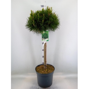 Pinus mugo 'Varella'