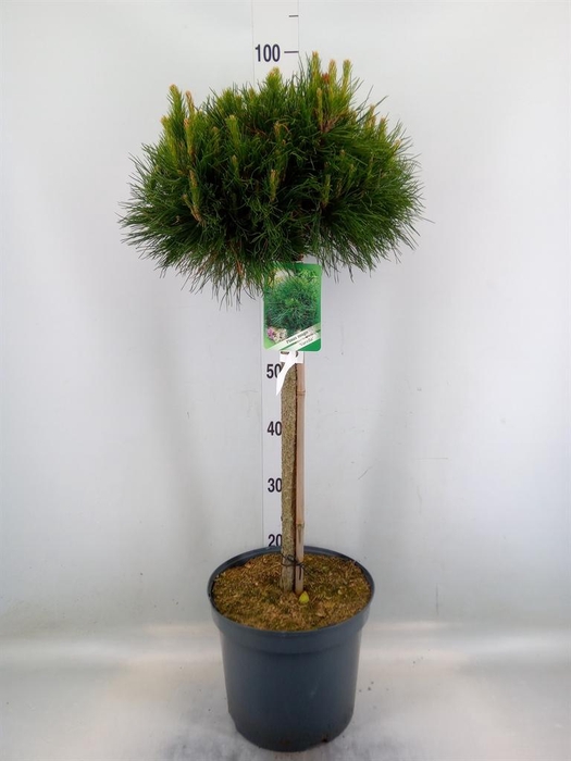<h4>Pinus mugo 'Varella'</h4>
