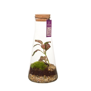 Wardians Terrarium - Kalypso