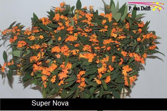 <h4>EUPH F T SUPERNOVA</h4>