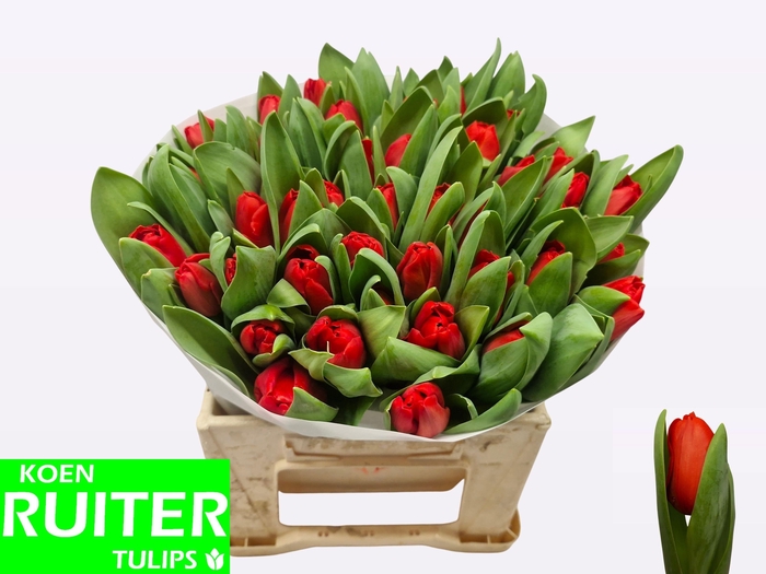 <h4>TU EN ESCAPE</h4>